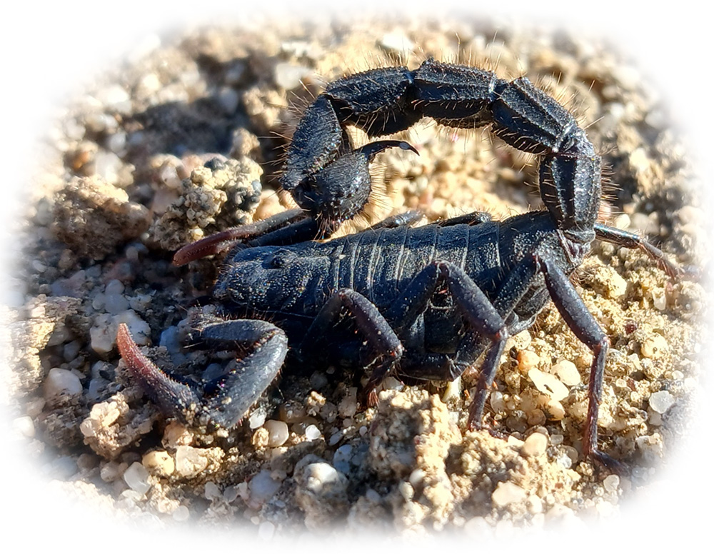 Hairy Thicktail scorpion